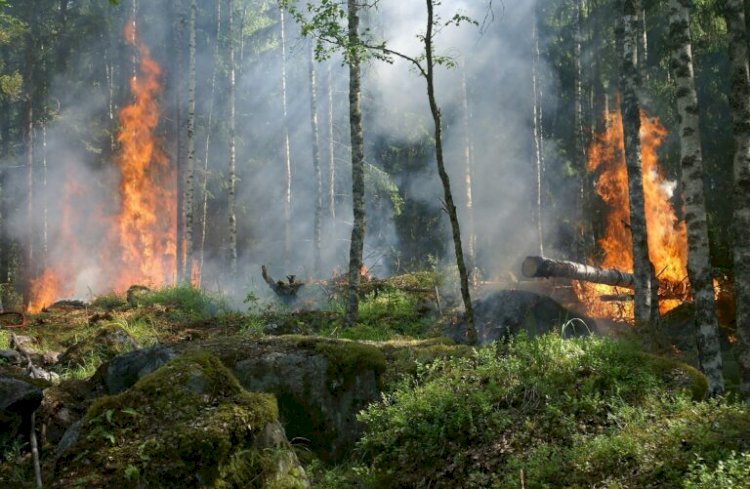 2021 Orman Yangınları Değerlendirme Raporu Yayınlandı