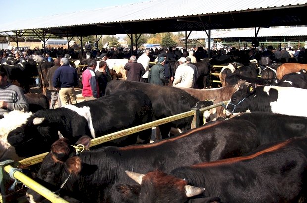 Isparta’da şap hastalığı nedeniyle hayvan pazarı kapatıldı